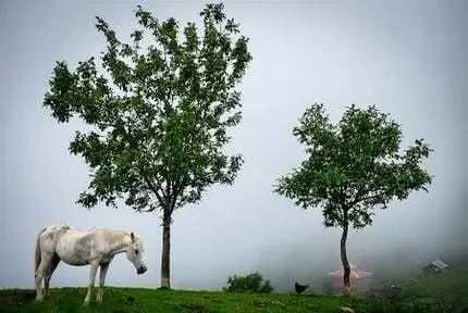 ارتفاعات آلاله یکی از جاهای دیدنی ماسال