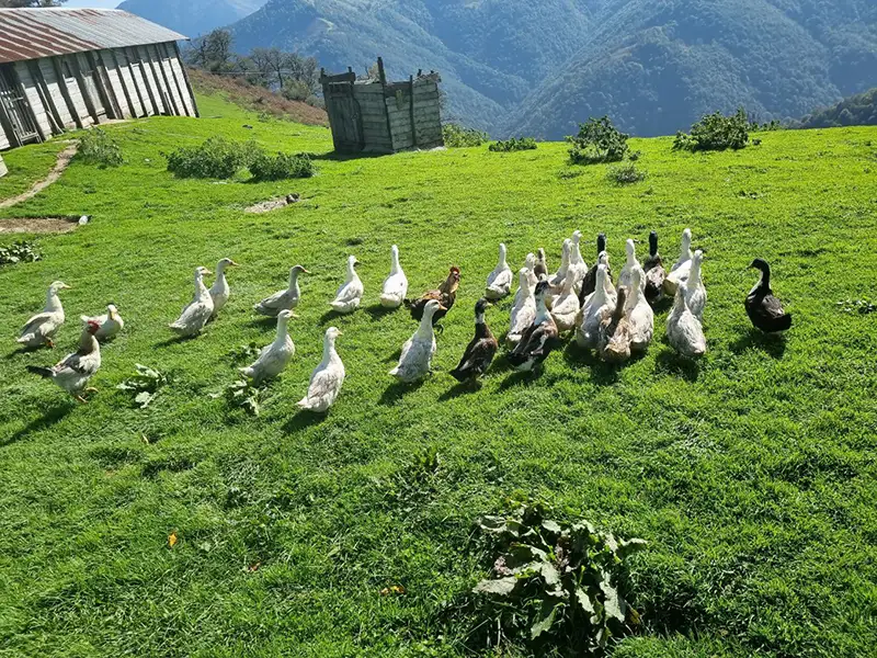 15 تا از بهترین جاهای دیدنی ماسال